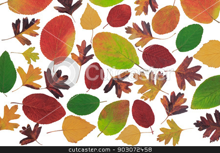 To use this stock image in your creative project, please select the size you need over to the right and click the "Add to Cart" button.
Your downloaded image will come with the Cutcaster watermark removed so don’t worry about the watermark you see on this page. Autumn leaves with different trees on a white background. stock photo, Many beautiful bright autumn leaves variety of colors and shapes with different kinds of trees on a white background. by Georgina198