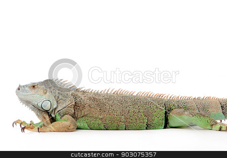 To use this stock image in your creative project, please select the size you need over to the right and click the "Add to Cart" button.
Your downloaded image will come with the Cutcaster watermark removed so don’t worry about the watermark you see on this page. iguana stock photo, Young iguana in a white studio havingnice time by Frenk and Danielle Kaufmann