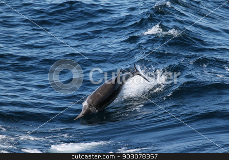 To use this stock image in your creative project, please select the size you need over to the right and click the "Add to Cart" button.
Your downloaded image will come with the Cutcaster watermark removed so don’t worry about the watermark you see on this page. Dolphine stock photo, This ordinary dolphin jumping through the water near Ventura. by Henrik Lehnerer