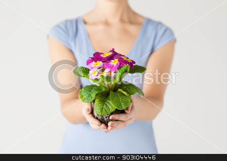 To use this stock image in your creative project, please select the size you need over to the right and click the "Add to Cart" button.
Your downloaded image will come with the Cutcaster watermark removed so don’t worry about the watermark you see on this page. woman's hands holding flower in soil stock photo, close up of woman's hands holding flower in soil by Syda Productions
