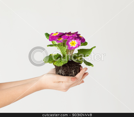 To use this stock image in your creative project, please select the size you need over to the right and click the "Add to Cart" button.
Your downloaded image will come with the Cutcaster watermark removed so don’t worry about the watermark you see on this page. woman's hands holding flower in soil stock photo, close up of woman's hands holding flower in soil by Syda Productions