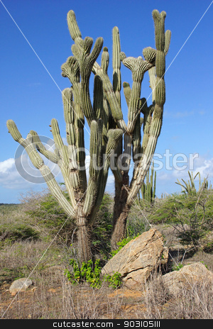 To use this stock image in your creative project, please select the size you need over to the right and click the "Add to Cart" button.
Your downloaded image will come with the Cutcaster watermark removed so don’t worry about the watermark you see on this page. Vegetation of Aruba, ABC Islands stock photo, Typical vegetation of Aruba, ABC Islands, Caribbean by Alexander Ludwig