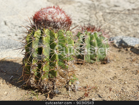 To use this stock image in your creative project, please select the size you need over to the right and click the "Add to Cart" button.
Your downloaded image will come with the Cutcaster watermark removed so don’t worry about the watermark you see on this page. Cactus, Aruba, ABC Islands stock photo, Cactus, Aruba, ABC Islands by Alexander Ludwig