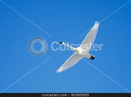 To use this stock image in your creative project, please select the size you need over to the right and click the "Add to Cart" button.
Your downloaded image will come with the Cutcaster watermark removed so don’t worry about the watermark you see on this page. Tundra Swan in Flight stock photo, A Tundra Swan flies in a clear blue winter sky. by Delmas Lehman