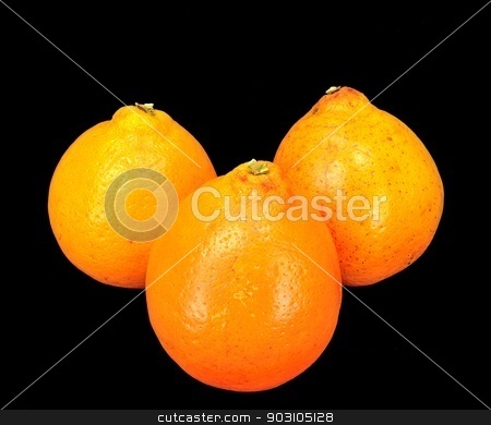 To use this stock image in your creative project, please select the size you need over to the right and click the "Add to Cart" button.
Your downloaded image will come with the Cutcaster watermark removed so don’t worry about the watermark you see on this page. Honey Bell oranges stock photo, Three Mineola Tangelo (Honey Bell) oranges on a black background. by crspix