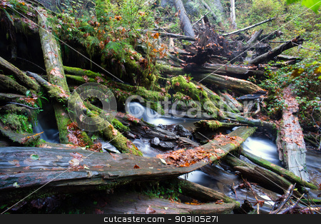 To use this stock image in your creative project, please select the size you need over to the right and click the "Add to Cart" button.
Your downloaded image will come with the Cutcaster watermark removed so don’t worry about the watermark you see on this page. Rain Forest Stream Covered Fallen Logs Woods Jungle Outback Travel stock photo, A stream makes it's way through the fallen trees in the forest by Christopher Boswell