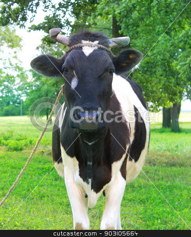 To use this stock image in your creative project, please select the size you need over to the right and click the "Add to Cart" button.
Your downloaded image will come with the Cutcaster watermark removed so don’t worry about the watermark you see on this page. Spotted cow in a green meadow in the early morning stock photo, Spotted cow in a green meadow in the early morning by Jacky Brown