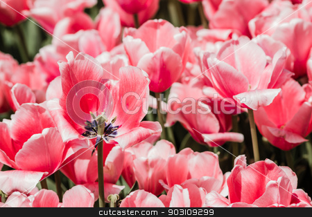 To use this stock image in your creative project, please select the size you need over to the right and click the "Add to Cart" button.
Your downloaded image will come with the Cutcaster watermark removed so don’t worry about the watermark you see on this page. Red Tulips Background stock photo, Group of red tulips in the park. Spring landscape background by OZMedia