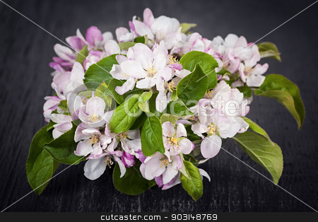 To use this stock image in your creative project, please select the size you need over to the right and click the "Add to Cart" button.
Your downloaded image will come with the Cutcaster watermark removed so don’t worry about the watermark you see on this page. Pink apple blossoms stock photo, Pink apple blossoms bouquet on dark wood background by Elena Elisseeva