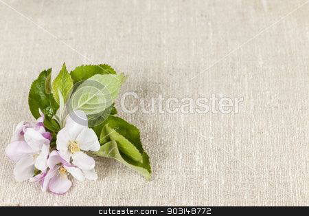 To use this stock image in your creative project, please select the size you need over to the right and click the "Add to Cart" button.
Your downloaded image will come with the Cutcaster watermark removed so don’t worry about the watermark you see on this page. Linen background with apple blossom stock photo, Woven linen background with spring apple blossom by Elena Elisseeva