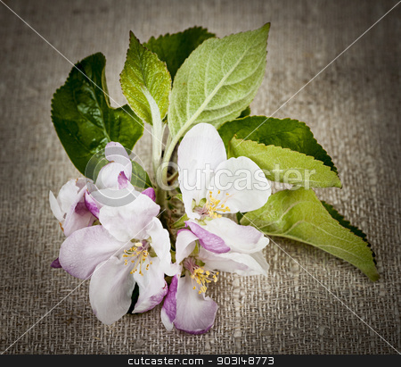 To use this stock image in your creative project, please select the size you need over to the right and click the "Add to Cart" button.
Your downloaded image will come with the Cutcaster watermark removed so don’t worry about the watermark you see on this page. Apple blossom on linen stock photo, Pink apple blossom closeup on rustic woven linen fabric by Elena Elisseeva
