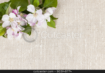 To use this stock image in your creative project, please select the size you need over to the right and click the "Add to Cart" button.
Your downloaded image will come with the Cutcaster watermark removed so don’t worry about the watermark you see on this page. Linen background with apple blossoms stock photo, Natural linen background with spring apple blossom flowers by Elena Elisseeva