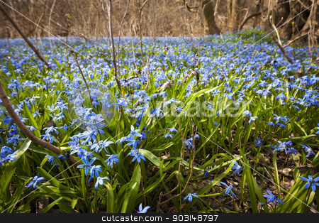 To use this stock image in your creative project, please select the size you need over to the right and click the "Add to Cart" button.
Your downloaded image will come with the Cutcaster watermark removed so don’t worry about the watermark you see on this page. Spring blue flowers glory-of-the-snow stock photo, A carpet of early spring blue flowers glory-of-the-snow blooming in abundance on forest floor. Ontario, Canada. by Elena Elisseeva