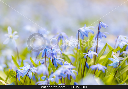 To use this stock image in your creative project, please select the size you need over to the right and click the "Add to Cart" button.
Your downloaded image will come with the Cutcaster watermark removed so don’t worry about the watermark you see on this page. Spring blue flowers glory-of-the-snow stock photo, Spring background with early blue flowers glory-of-the-snow and copy space for text by Elena Elisseeva