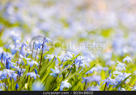 To use this stock image in your creative project, please select the size you need over to the right and click the "Add to Cart" button.
Your downloaded image will come with the Cutcaster watermark removed so don’t worry about the watermark you see on this page. Spring blue flowers glory-of-the-snow stock photo, Spring background with early blue flowers glory-of-the-snow and copy space for text by Elena Elisseeva