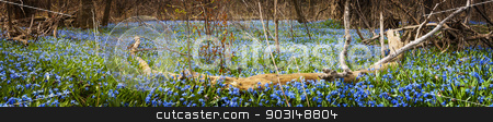 To use this stock image in your creative project, please select the size you need over to the right and click the "Add to Cart" button.
Your downloaded image will come with the Cutcaster watermark removed so don’t worry about the watermark you see on this page. Carpet of blue flowers in spring forest stock photo, Panorama of early spring blue flowers glory-of-the-snow blooming in abundance on forest floor. Ontario, Canada. by Elena Elisseeva