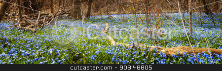 To use this stock image in your creative project, please select the size you need over to the right and click the "Add to Cart" button.
Your downloaded image will come with the Cutcaster watermark removed so don’t worry about the watermark you see on this page. Carpet of blue flowers in spring forest stock photo, Panorama of early spring blue flowers glory-of-the-snow blooming in abundance on forest floor. Ontario, Canada. by Elena Elisseeva