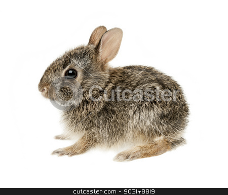 To use this stock image in your creative project, please select the size you need over to the right and click the "Add to Cart" button.
Your downloaded image will come with the Cutcaster watermark removed so don’t worry about the watermark you see on this page. Baby cottontail bunny rabbit stock photo, Portrait of baby cottontail bunny rabbit isolated on white background by Elena Elisseeva