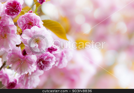 To use this stock image in your creative project, please select the size you need over to the right and click the "Add to Cart" button.
Your downloaded image will come with the Cutcaster watermark removed so don’t worry about the watermark you see on this page. Pink cherry blossoms background stock photo, Pink spring background with cherry blossom flowers on flowering tree branch blooming in orchard by Elena Elisseeva