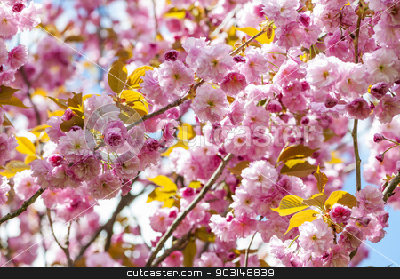 To use this stock image in your creative project, please select the size you need over to the right and click the "Add to Cart" button.
Your downloaded image will come with the Cutcaster watermark removed so don’t worry about the watermark you see on this page. Cherry blossoms on spring cherry tree branches stock photo, Pink cherry blossom flowers on flowering tree branches blooming in spring orchard by Elena Elisseeva