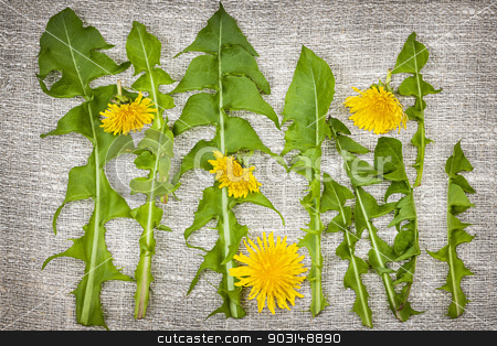 To use this stock image in your creative project, please select the size you need over to the right and click the "Add to Cart" button.
Your downloaded image will come with the Cutcaster watermark removed so don’t worry about the watermark you see on this page. Dandelion greens and flowers stock photo, Arrangement of fresh dandelions greens and flowers on linen fabric background by Elena Elisseeva