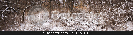 To use this stock image in your creative project, please select the size you need over to the right and click the "Add to Cart" button.
Your downloaded image will come with the Cutcaster watermark removed so don’t worry about the watermark you see on this page. Winter forest panorama stock photo, Winter panoramic landscape of trees and plants in forest with snow by Elena Elisseeva