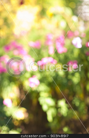 To use this stock image in your creative project, please select the size you need over to the right and click the "Add to Cart" button.
Your downloaded image will come with the Cutcaster watermark removed so don’t worry about the watermark you see on this page. Defocused flower garden stock photo, Abstract blurred out of focus background with flower garden by Elena Elisseeva