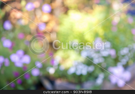 To use this stock image in your creative project, please select the size you need over to the right and click the "Add to Cart" button.
Your downloaded image will come with the Cutcaster watermark removed so don’t worry about the watermark you see on this page. Defocused flower garden stock photo, Abstract blurred out of focus background with flower garden by Elena Elisseeva