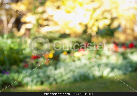 To use this stock image in your creative project, please select the size you need over to the right and click the "Add to Cart" button.
Your downloaded image will come with the Cutcaster watermark removed so don’t worry about the watermark you see on this page. Defocused flower garden stock photo, Abstract blurred out of focus background with flower garden by Elena Elisseeva
