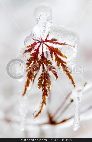 To use this stock image in your creative project, please select the size you need over to the right and click the "Add to Cart" button.
Your downloaded image will come with the Cutcaster watermark removed so don’t worry about the watermark you see on this page. Icy winter leaf stock photo, Tree leaf covered in ice and icicles during winter by Elena Elisseeva