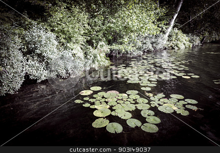 To use this stock image in your creative project, please select the size you need over to the right and click the "Add to Cart" button.
Your downloaded image will come with the Cutcaster watermark removed so don’t worry about the watermark you see on this page. Lily pads at lake shore stock photo, Lily pads floating on dark water near lake shore by Elena Elisseeva