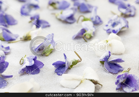 To use this stock image in your creative project, please select the size you need over to the right and click the "Add to Cart" button.
Your downloaded image will come with the Cutcaster watermark removed so don’t worry about the watermark you see on this page. Candied violets stock photo, Candied sugared violet flowers drying on parchment paper by Elena Elisseeva