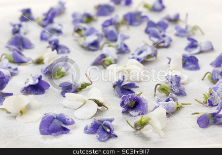 To use this stock image in your creative project, please select the size you need over to the right and click the "Add to Cart" button.
Your downloaded image will come with the Cutcaster watermark removed so don’t worry about the watermark you see on this page. Candied violets stock photo, Candied sugared violet flowers drying on parchment paper by Elena Elisseeva