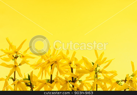 To use this stock image in your creative project, please select the size you need over to the right and click the "Add to Cart" button.
Your downloaded image will come with the Cutcaster watermark removed so don’t worry about the watermark you see on this page. Yellow background with forsythia flowers stock photo, Spring yellow background with fresh forsythia flowers by Elena Elisseeva