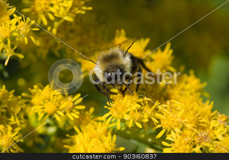 To use this stock image in your creative project, please select the size you need over to the right and click the "Add to Cart" button.
Your downloaded image will come with the Cutcaster watermark removed so don’t worry about the watermark you see on this page. Golden Northern Bumblebee stock photo, Golden Northern Bumblebee collecting pollen on a yellow flower. by Joseph Fuller