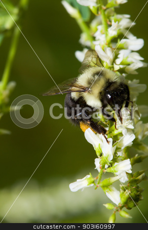 To use this stock image in your creative project, please select the size you need over to the right and click the "Add to Cart" button.
Your downloaded image will come with the Cutcaster watermark removed so don’t worry about the watermark you see on this page. Golden Northern Bumblebee. stock photo, Golden Northern Bumblebee on a white flower. by Joseph Fuller