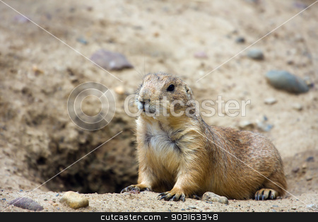 To use this stock image in your creative project, please select the size you need over to the right and click the "Add to Cart" button.
Your downloaded image will come with the Cutcaster watermark removed so don’t worry about the watermark you see on this page. Prairie dog stock photo, Prairie dog standing at attention by it's den. by Joseph Fuller