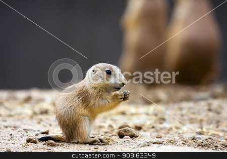 To use this stock image in your creative project, please select the size you need over to the right and click the "Add to Cart" button.
Your downloaded image will come with the Cutcaster watermark removed so don’t worry about the watermark you see on this page. Prairie dog eating stock photo, Prairie dog eating stopping for a snack. by Joseph Fuller