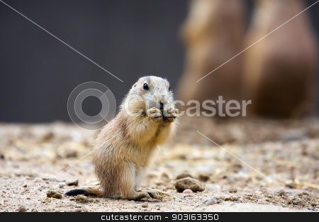 To use this stock image in your creative project, please select the size you need over to the right and click the "Add to Cart" button.
Your downloaded image will come with the Cutcaster watermark removed so don’t worry about the watermark you see on this page. Prairie dog eating stock photo, Prairie dog eating stopping for a snack. by Joseph Fuller