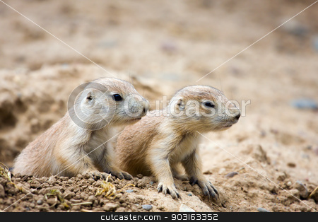 To use this stock image in your creative project, please select the size you need over to the right and click the "Add to Cart" button.
Your downloaded image will come with the Cutcaster watermark removed so don’t worry about the watermark you see on this page. Prairie Dogs stock photo, A couple of Prairie Dogs standing guard. by Joseph Fuller
