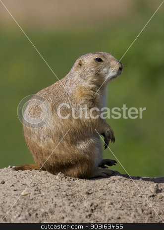 To use this stock image in your creative project, please select the size you need over to the right and click the "Add to Cart" button.
Your downloaded image will come with the Cutcaster watermark removed so don’t worry about the watermark you see on this page. Prairie Dog stock photo, Prairie Dog sits and watches at full alert. by Joseph Fuller