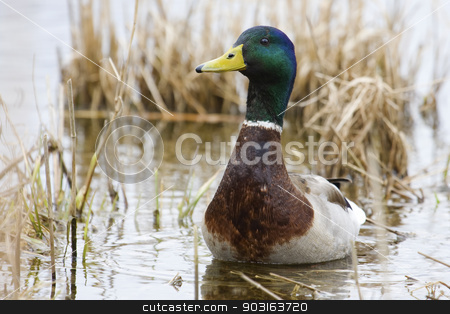 To use this stock image in your creative project, please select the size you need over to the right and click the "Add to Cart" button.
Your downloaded image will come with the Cutcaster watermark removed so don’t worry about the watermark you see on this page. Mallard in the wild stock photo, Male Mallard swimming in a small swamp. by Joseph Fuller