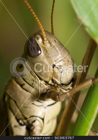To use this stock image in your creative project, please select the size you need over to the right and click the "Add to Cart" button.
Your downloaded image will come with the Cutcaster watermark removed so don’t worry about the watermark you see on this page. Close-up of a Grasshopper stock photo, Close-up of a Grasshopper standing on a blade of grass. by Joseph Fuller