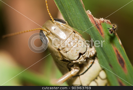 To use this stock image in your creative project, please select the size you need over to the right and click the "Add to Cart" button.
Your downloaded image will come with the Cutcaster watermark removed so don’t worry about the watermark you see on this page. Close-up of a Grasshopper stock photo, Close-up of a Grasshopper standing on a blade of grass. by Joseph Fuller