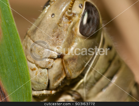 To use this stock image in your creative project, please select the size you need over to the right and click the "Add to Cart" button.
Your downloaded image will come with the Cutcaster watermark removed so don’t worry about the watermark you see on this page. Close-up of a Grasshopper stock photo, Close-up of a Grasshopper standing on a blade of grass. by Joseph Fuller