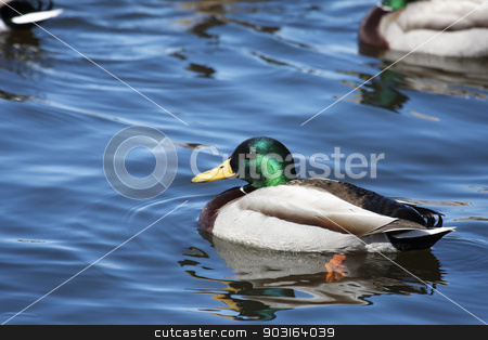 To use this stock image in your creative project, please select the size you need over to the right and click the "Add to Cart" button.
Your downloaded image will come with the Cutcaster watermark removed so don’t worry about the watermark you see on this page. Male Mallard Swimming stock photo, Male Mallard Swimming slowly in a local pond. by Joseph Fuller