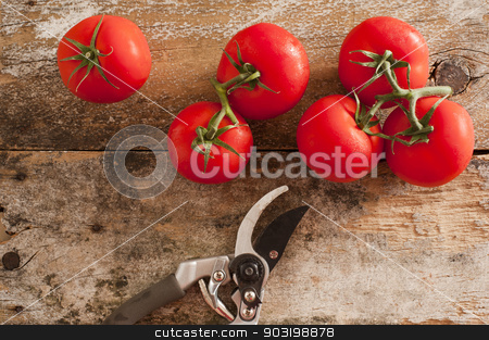 To use this stock image in your creative project, please select the size you need over to the right and click the "Add to Cart" button.
Your downloaded image will come with the Cutcaster watermark removed so don’t worry about the watermark you see on this page. Garden fresh tomatoes with pruning shears stock photo, Garden fresh ripe red tomatoes picked from the vine lying on an old rustic wooden table with pruning shears or secateurs, overhead view by Stephen Gibson