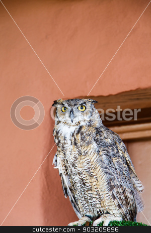 To use this stock image in your creative project, please select the size you need over to the right and click the "Add to Cart" button.
Your downloaded image will come with the Cutcaster watermark removed so don’t worry about the watermark you see on this page. Owl on Perch by Adobe Wall stock photo, A great horned owl on a perch by a red adobe wall by Darryl Brooks