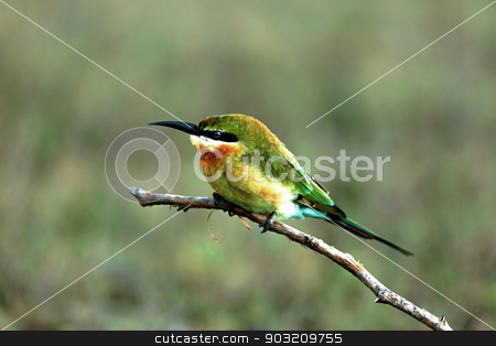 To use this stock image in your creative project, please select the size you need over to the right and click the "Add to Cart" button.
Your downloaded image will come with the Cutcaster watermark removed so don’t worry about the watermark you see on this page. green bee-eater stock photo, A green bee-eater sitting on a branch by cometstock