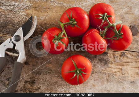 To use this stock image in your creative project, please select the size you need over to the right and click the "Add to Cart" button.
Your downloaded image will come with the Cutcaster watermark removed so don’t worry about the watermark you see on this page. Freshly picked tomatoes off the vine stock photo, Freshly picked ripe red tomatoes off the vine lying on an old rustic wooden garden table with a pair of pruning shears or secateurs, overhead view by Stephen Gibson